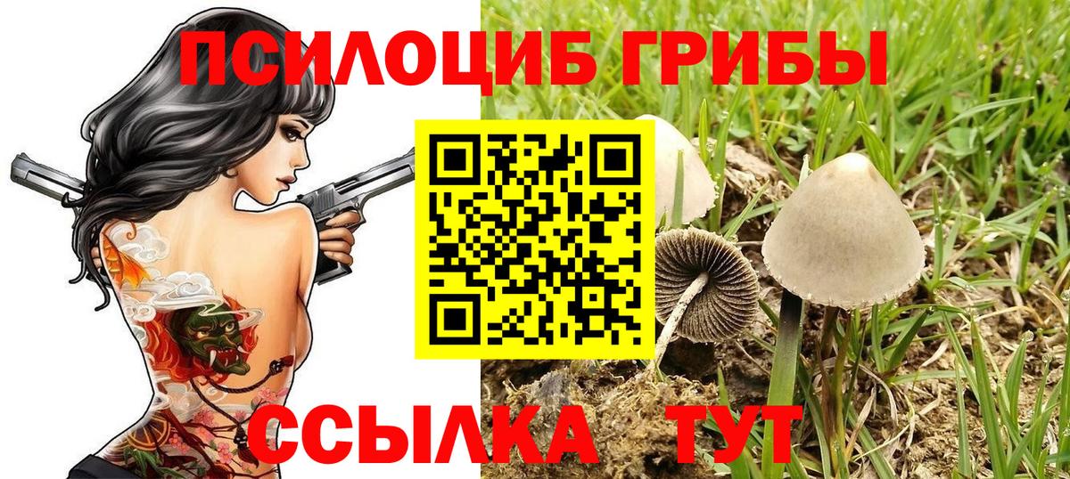 Мыски  Галлюциногенные грибы Psilocybine cubensis  Вход с VPN  Галлюциногенные грибы мицелий 